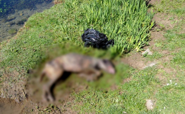 Pas rijeka Vrioštica