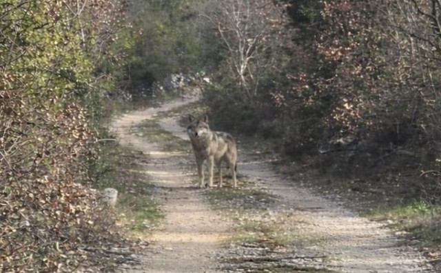 Uočeni vukovi na granici Hrvatske i BiH