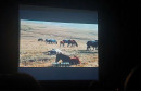 Dokumentarni film „Livanjski divlji konji – između slobode i nebrige“ u Mostaru