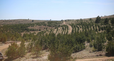 Akcija pošumljavanja kod Tomislavgrada 