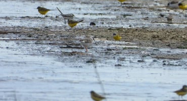 Jedna od 281 vrste ptica u Livanjskom polju