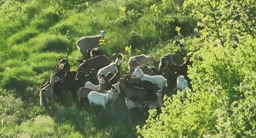 Nestale koze kod Širokog