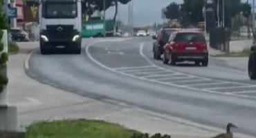 Patka i pačići na cesti u Mostaru