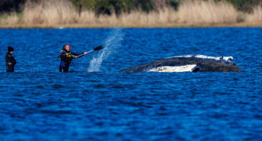 Spašavanje kita na Baltičkom moru