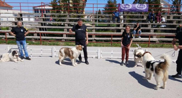 Specijalizirana izložba pasa