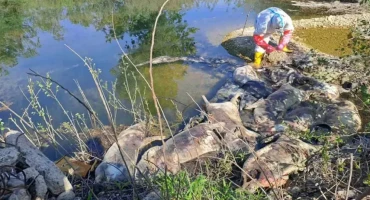 svinje na obali rijeke Drine