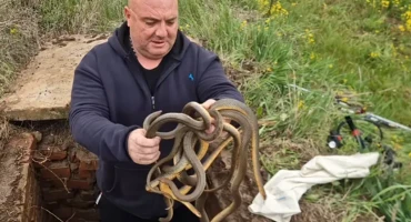 Vladica Stanković i zmije