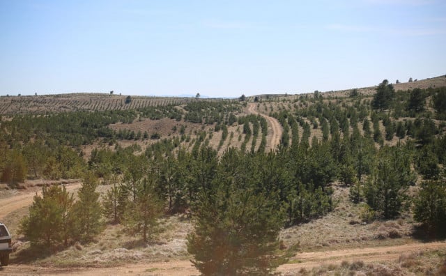 U okolini Tomislavgrada posađeno 1.500 sadnica crnog bora