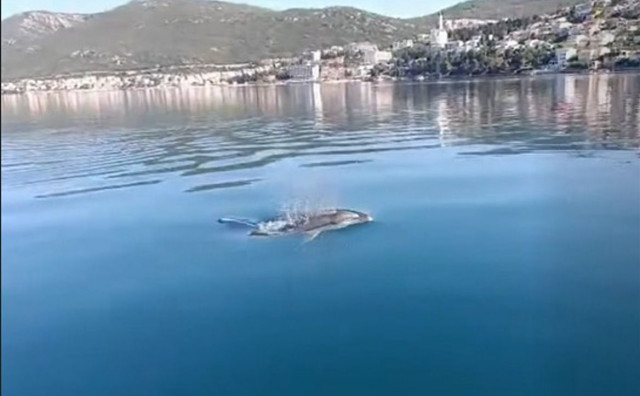 Mir u neumskoj uvali privukao dupina