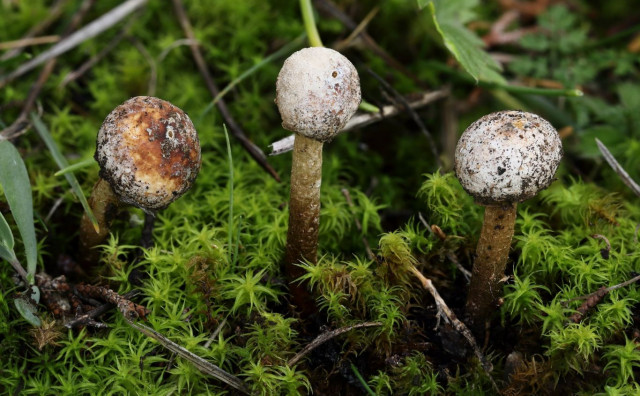U Blagaju otkrivene rijetke vrste gljiva, neke prvi put zabilježene na Balkanu