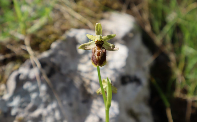 Kod Mostara otkrivena 'Jadranska kokica', prva ovakva vrsta u Bosni i Hercegovini