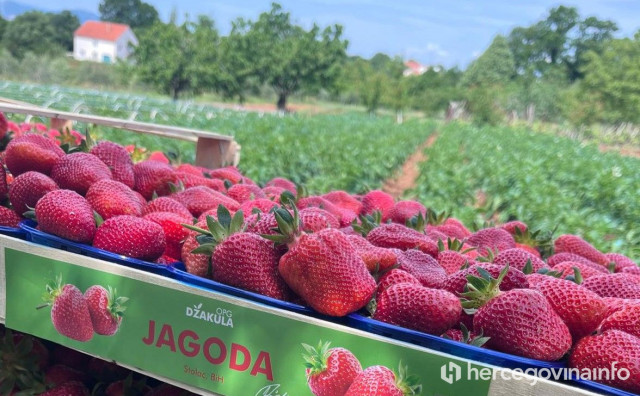 Hercegovačke jagode: 'Zasađene manje količine, ali kvaliteta im je odlična'