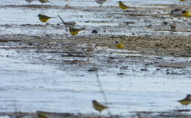 Jedna od 281 vrste ptica u Livanjskom polju