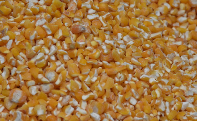 Zabranjen uvoz sjemena kukuruza na granici BiH