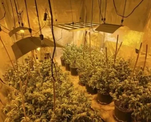 U Sarajevu otkriveno pet laboratorija za uzgoj marihuane, uhićena 31-godišnjakinja