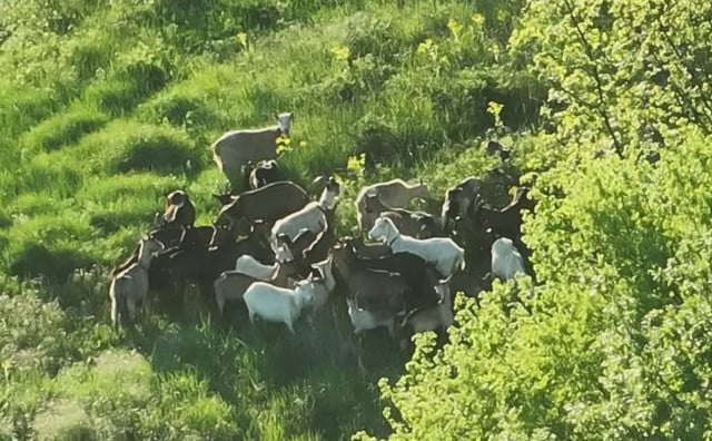 Uz pomoć drona pronađene izgubljene koze kod Širokog Brijega