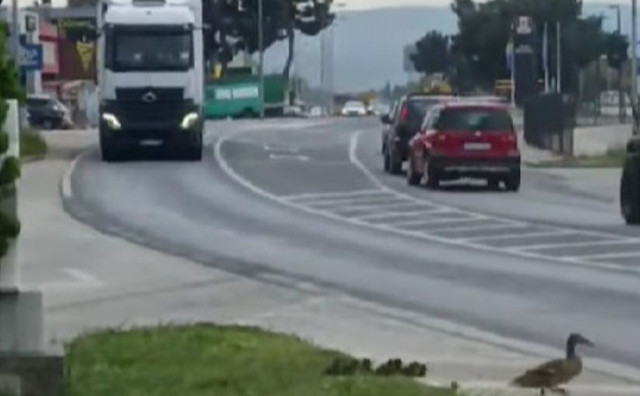 Patka i pačići na cesti u Mostaru