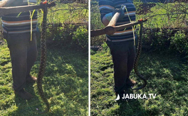 U Širokom Brijegu ubijen poskok dug više od pola metra