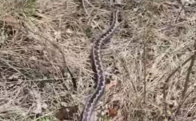 Sve više poskoka u Livnu, građani pozvani na oprez