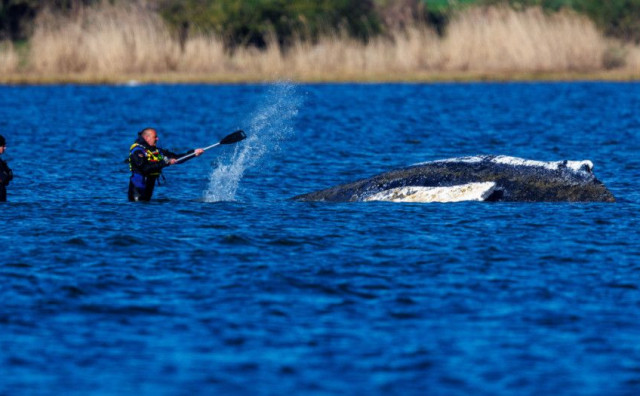 Kit već mjesec dana nasukan u Baltičkom moru, traži se način da ga vrate u dubinu