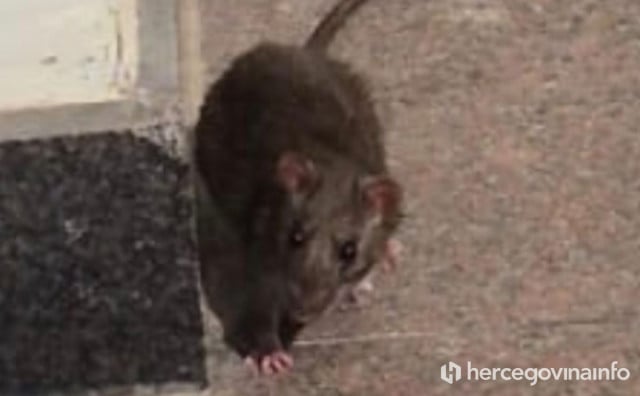 Štakor snimljen na ulazu u općinsku zgradu u Čapljini