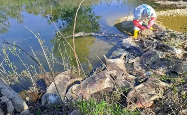 Uginule svinje pronađene na obali rijeke u BiH