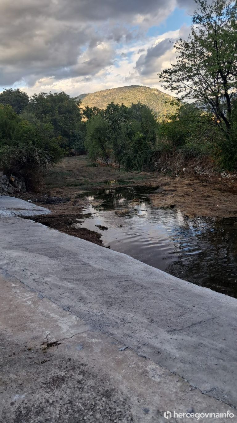jasenica