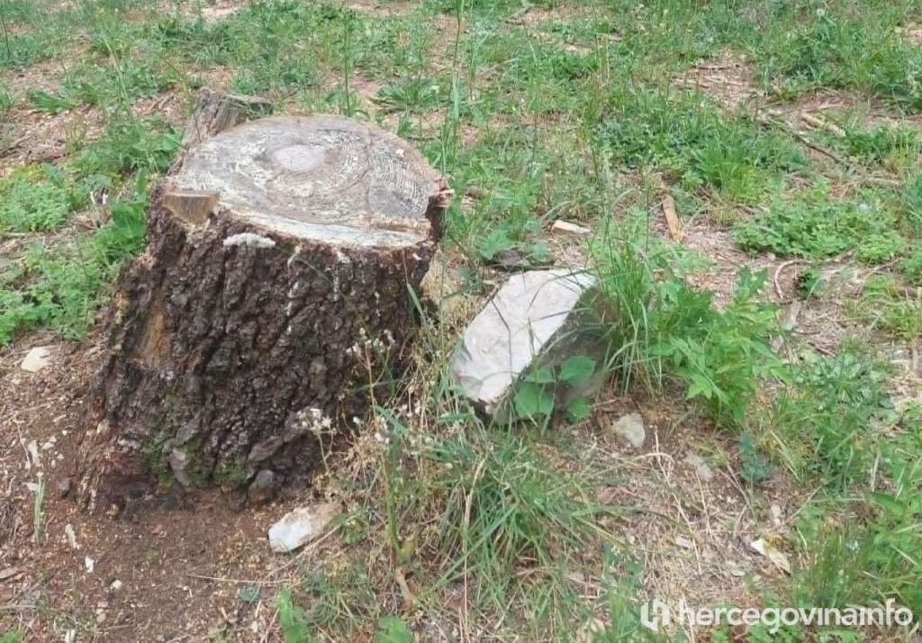 Poru&scaron;ena stabla na Malim stepenicama