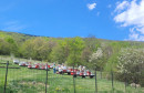 Api komora u Šujici