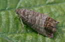 jabučni savijač