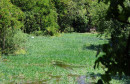 Jasenica Urbanovo