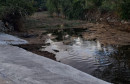 jasenica