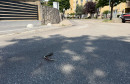 Zmija