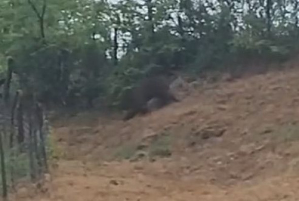 Poslije Jablanice i Konjica, medvjed šetao pored kuća u Bugojnu