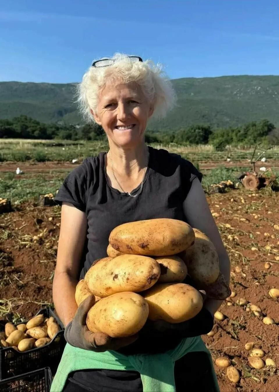 Ljubuški rani krumpir