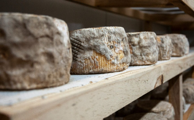 Ile de France Petit Brie sir