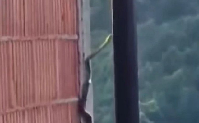 Zmija snimljena kako se penje uz zid kuće u BiH
