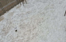 nevesinje tuča