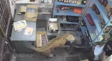 leopard napao prodavača