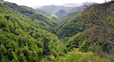 šuma