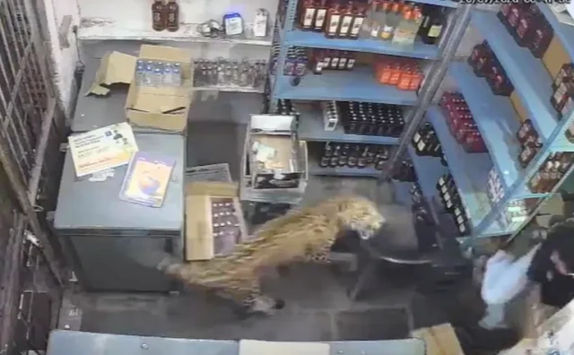 Leopard napao prodavača u Indiji