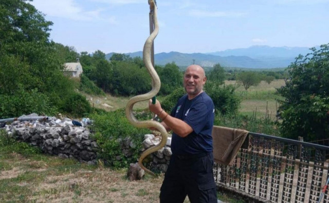 Mišo iz Trebinja lovac je na velike zmije i spas od stršljenova