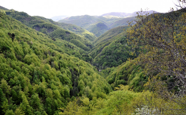 šuma
