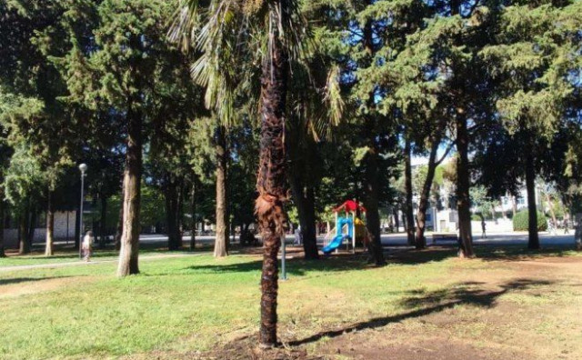 Vandalizam u središtu Trebinja: Zapaljena palma u Gradskom parku