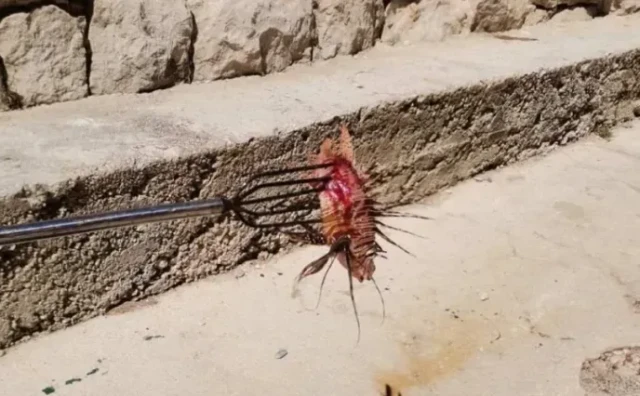 Dvanaestogodišnjak kod Dubrovnika ulovio ribu lava, invazivnu i otrovnu vrstu