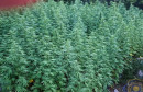 Kanabis Marihuana