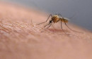 Zašto komarci neke ljude grizu više nego druge? Znanstvenici otkrili što ih privlači