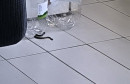 Poskok ušao u kuću dok su unutra bila djeca