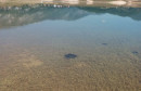 Ramsko jezero cverglan