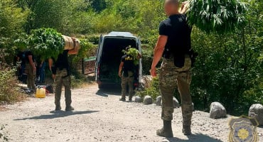 plantaža kanabisa u Drežnici